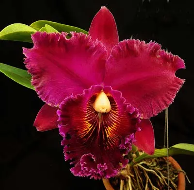 Brassolaeliocattleya Chia Lin 'Red Devil'