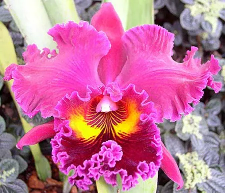 Brassolaeliocattleya Sanyang Ruby 'Grand Dragon' x (Blc. Angkinantana x Lc. Phai-Loeng Waianae)