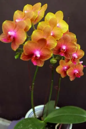 Doritaenopsis Gan Lin Sunset 'Orange'