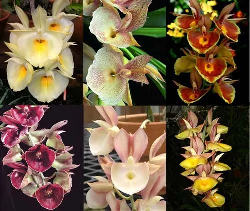 Catasetum pileatum hybrid