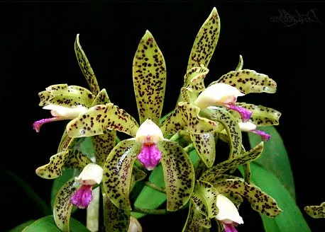 Cattleya guttata ('green' x 'green')