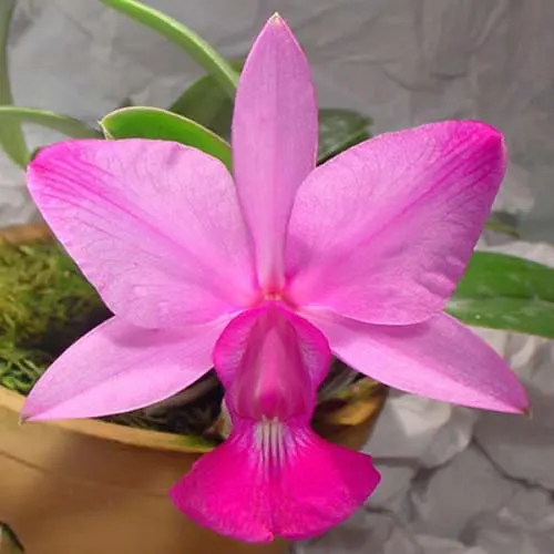 Cattleya walkeriana flamea