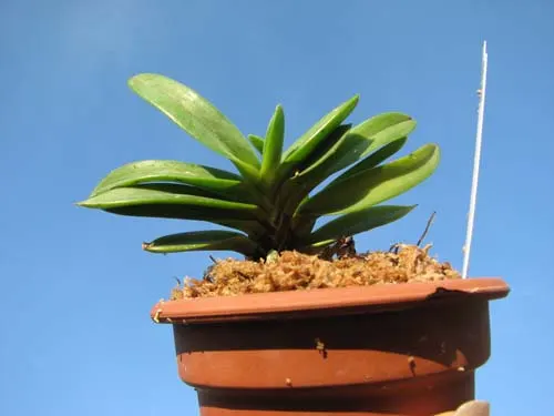 Neofinetia falcata Tamakongo