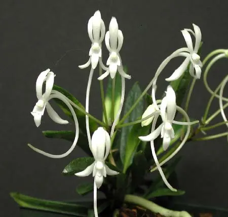 Neofinetia falcata Hakuun