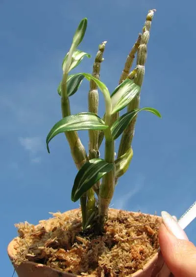 Dendrobium moniliforme Tama