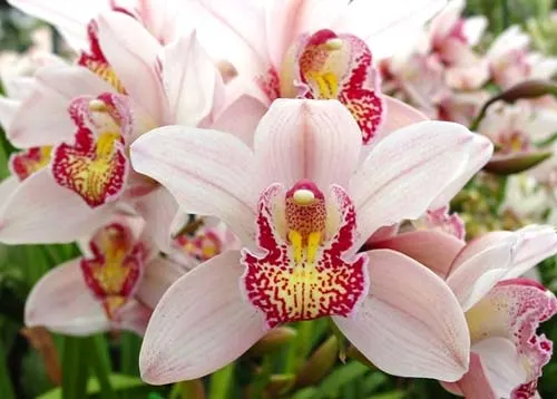 Cymbidium Christmas Beauty