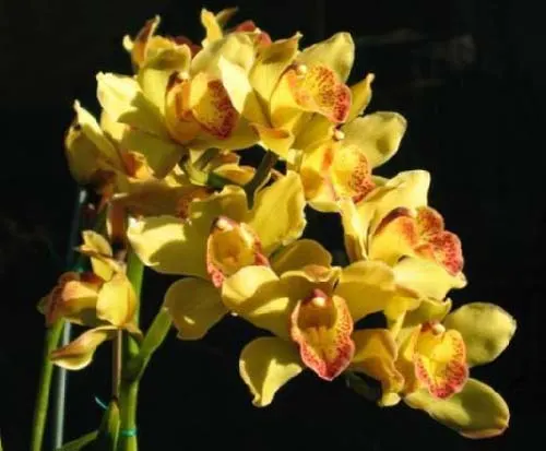 Cymbidium Valya Craig