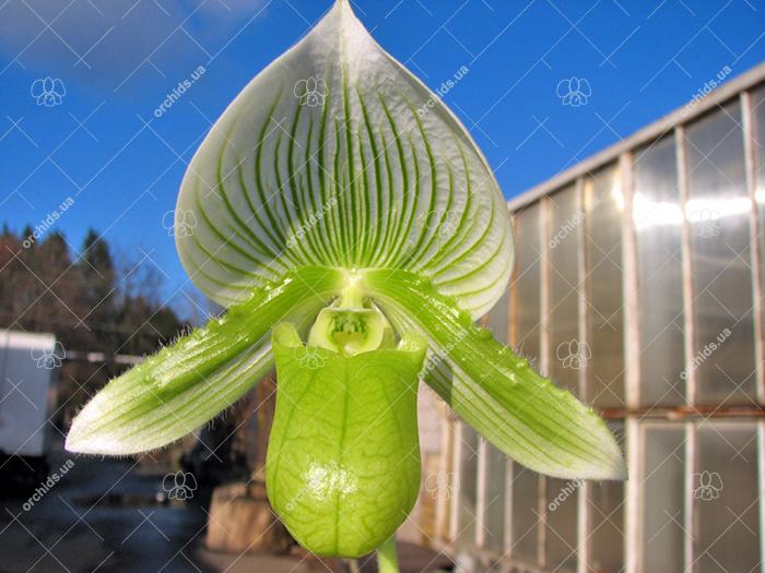 Paphiopedilum Maudiae alba (In-Charm)