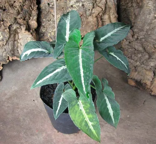 Syngonium wendlandii