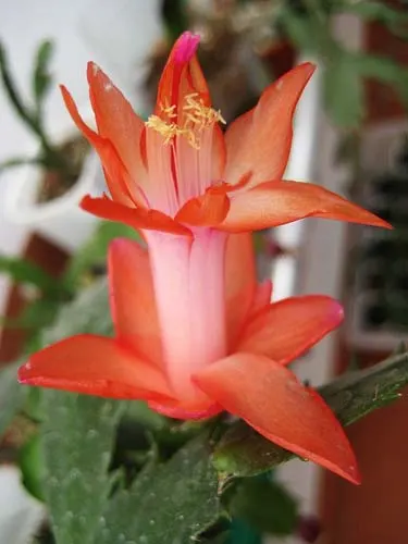 Schlumbergera 'Orange Flame' hybrid