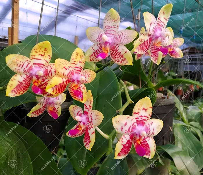 Phalaenopsis Orchid World