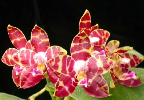 Phalaenopsis Hannover Passion