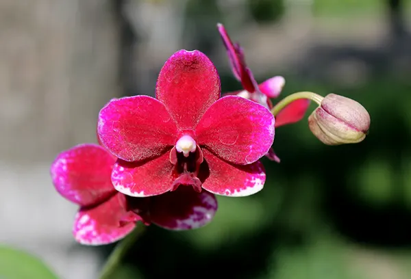 Doritaenopsis Taisuco Micky