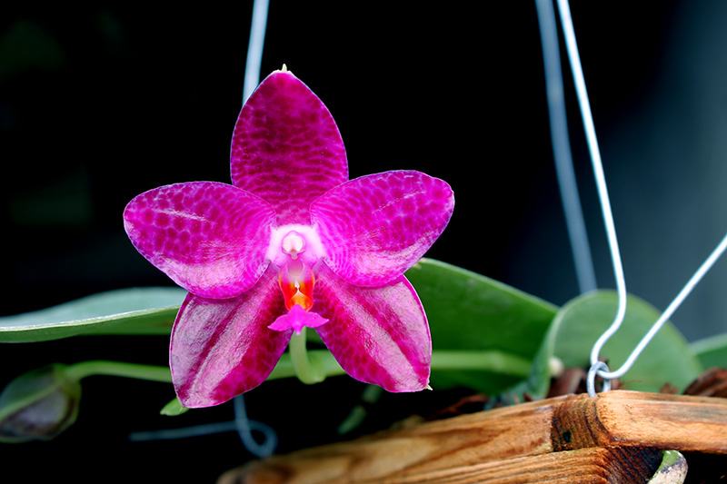 Phalaenopsis Mok Choi Yew (gigantea x violacea)