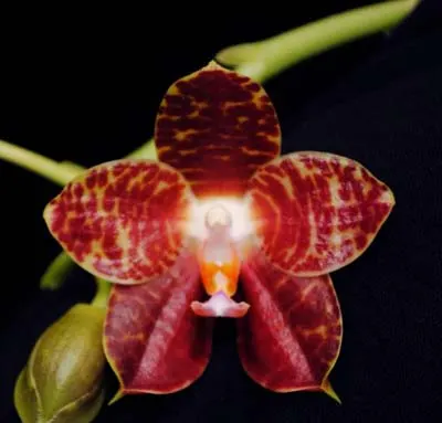 Phalaenopsis gigantea x Brother Ambo Passion