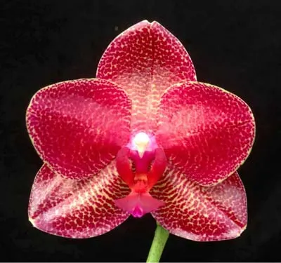 Phalaenopsis Mituo Sun x Phalaenopsis Prima B.B.