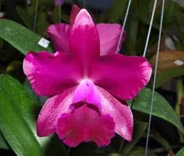 Laeliocattleya Sagarik Wax 'Fragrant Sky' x Cattleya walkeriana 'tipo'