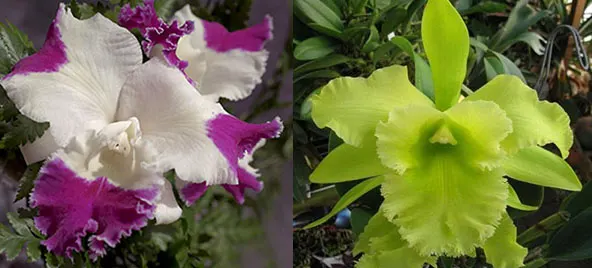 Cattleya Moscombe x (Brassolaeliocattleya Ports of Paradise 'Emerald Isle' x Brassavola digbyana 'Mr Pig')