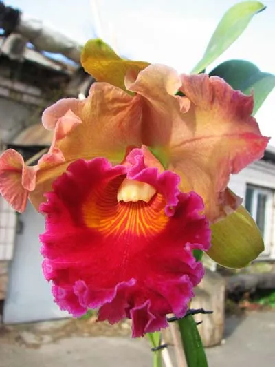 Brassolaeliocattleya Chunyeah x Brassolaeliocattleya Eve Marie Barnett 'Magnificent Watermelon Gold'