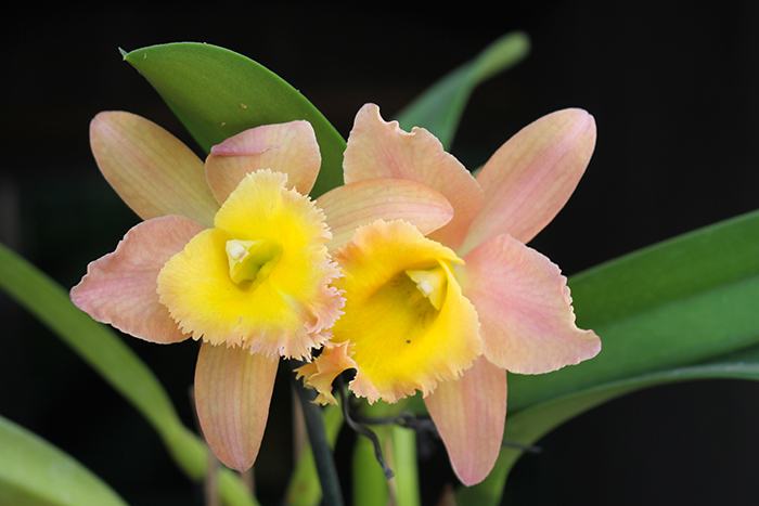 Potinara Luna Jaune 'Celebration'  x Brassavola digbyana
