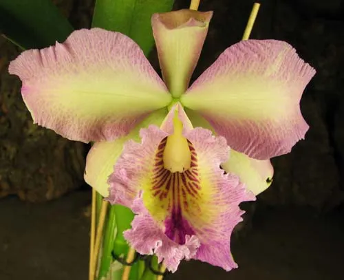 Brassolaeliocattleya Chia Lin 'Chang Tai'  x Brassolaeliocattleya Pamela Finney 'Big Bull'