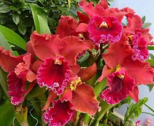 Brassolaeliocattleya Eve Marie Barnett 'Magnificent Watermelon Gold' x Brassolaeliocattleya Sanyung Ruby 'Shin Mei'