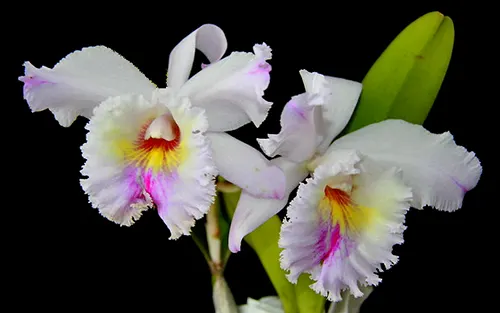 (Cattleya Earl 'Imperialis' x Brassolaeliocattleya Ranger Six 'Aok') x Brassavola digbyana 'Mr Pig'