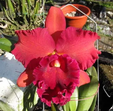 Brassolaeliocattleya Eve Marie Barnett 'Magnificent Watermelon Gold' x Blc. Oconee x Sunset Say 'Birds of Paradise' x Blc. Guaninm City