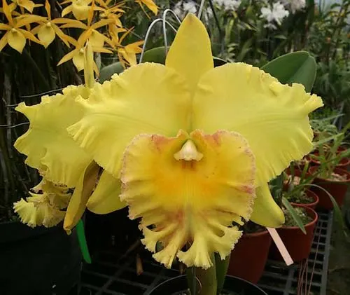 Brassolaeliocattleya Port of Paradise '3G' x Brassolaeliocattleya Haadyai Delight 'Bangprom Gold'