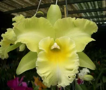 Brassolaeliocattleya Golden 'Green Angel' x Brassavola digbyana 'Uncle Pig'