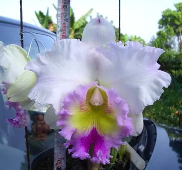 Brassolaeliocattleya Pamela Finney 'Big Bull'  x Brassocattleya Golf Pink