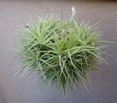 Tillandsia bergeri hybrid