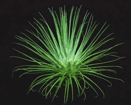 Tillandsia fuchsii var. gracilis