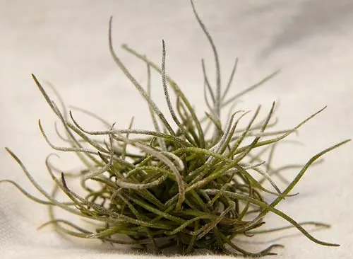 Tillandsia recurvata