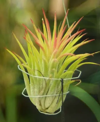 Tillandsia ionantha Guatemala