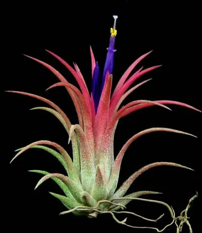 Tillandsia ionantha Rubra Small