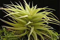 Tillandsia aeranthos Bronze