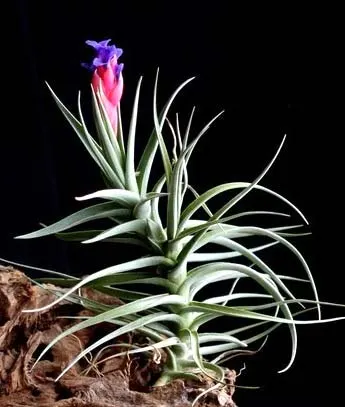 Tillandsia aeranthos hybrid