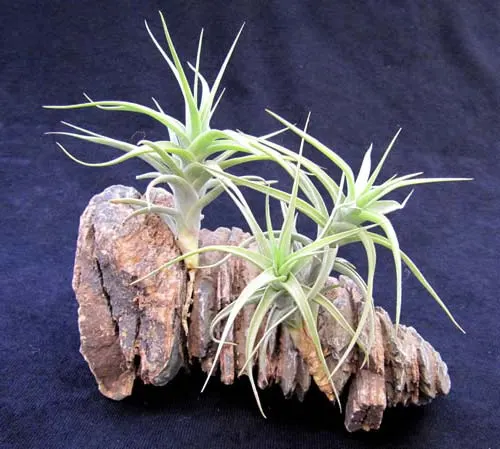 Tillandsia bergeri (small form)