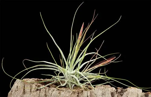 Tillandsia schiedeana