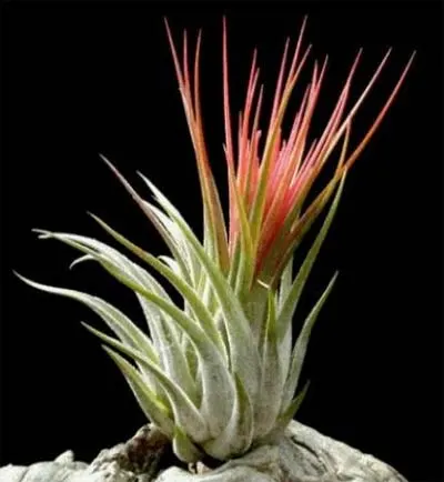 Tillandsia kolbii