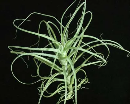 Tillandsia straminea
