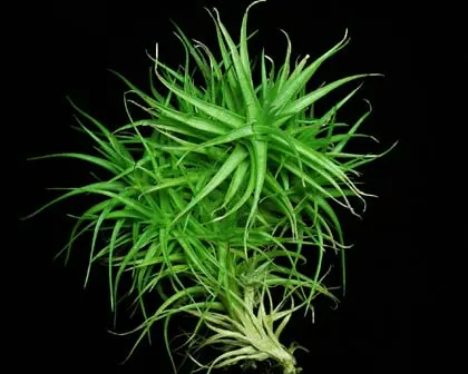 Tillandsia aeranthos (large)