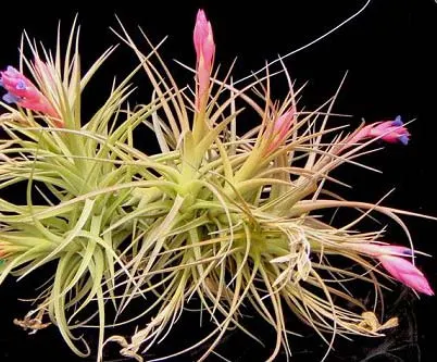 Tillandsia aeranthos x bergeri