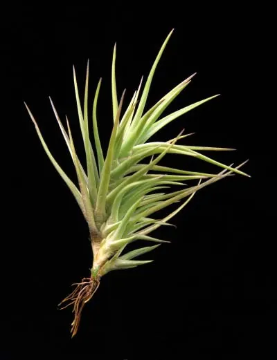 Tillandsia araujei hybrid