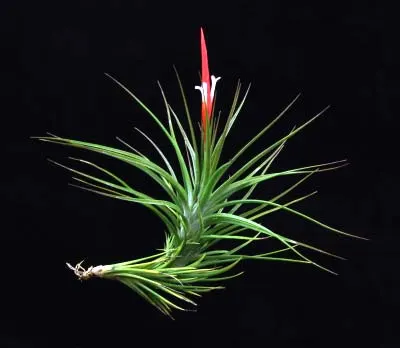 Tillandsia caulescens