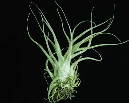 Tillandsia ehlersiana