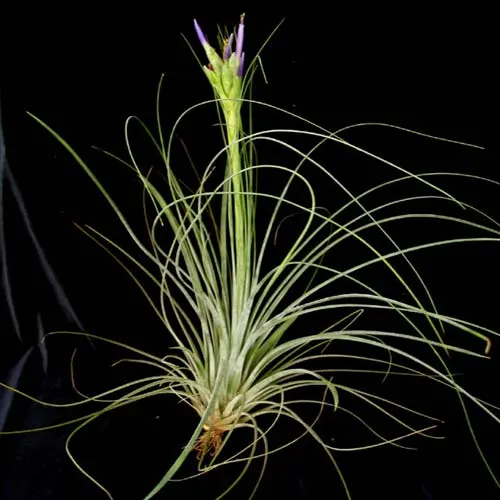 Tillandsia juncea