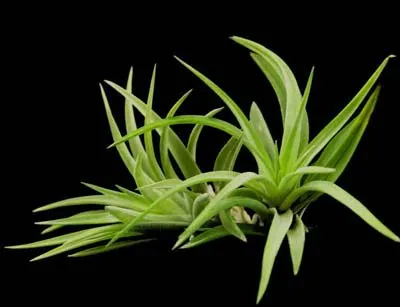 Tillandsia brachycaulos green