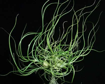 Tillandsia butzii